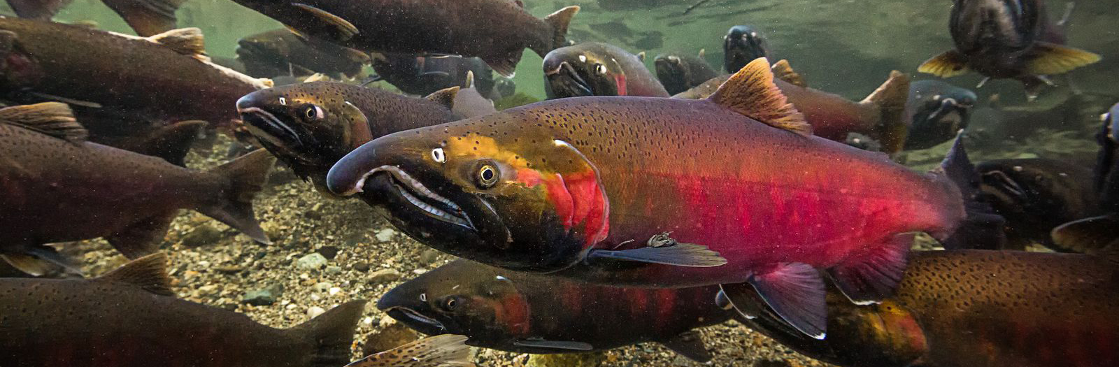 Featured image for “The Challenges and Strategies for Chinook Recovery: Habitat, Hatcheries & Harvest”