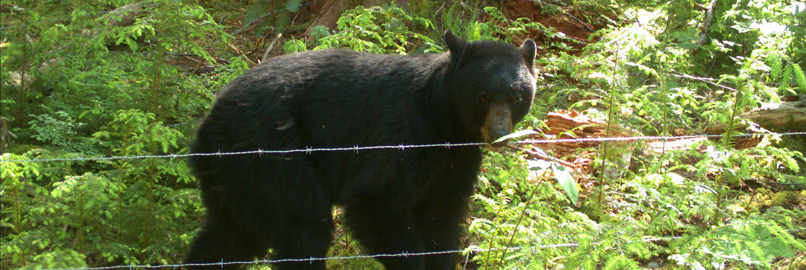 Featured image for “Getting to Know a Black Bear One Hair at a Time”