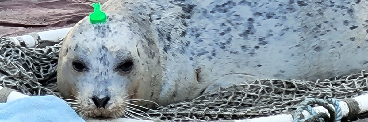 Featured image for “Why are Seals Wearing Beanies in Port Susan?”